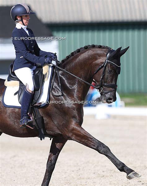 San Dior: dressage horse, Pedigree, ratings 